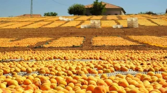 Anadolu'nun Gizli Hazineleri: Sadece Türkiye'de Yetişen Eşsiz Lezzetler
