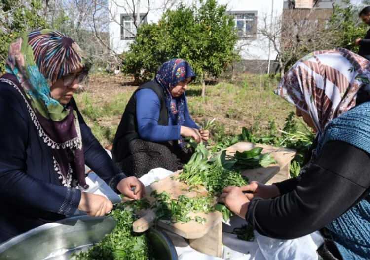 Doğada Zehirli Ot Olarak Bilinen Pancar Otu, Sofralarda Şifaya Dönüşüyor