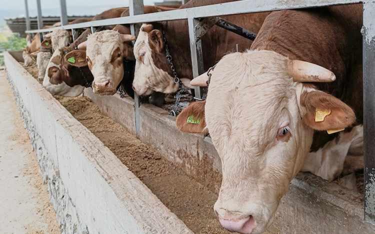 Kurban Bayramı Öncesi Uzman Uyarısı: Kurban Etini Saklama ve Hijyenik Muhafaza Yöntemleri