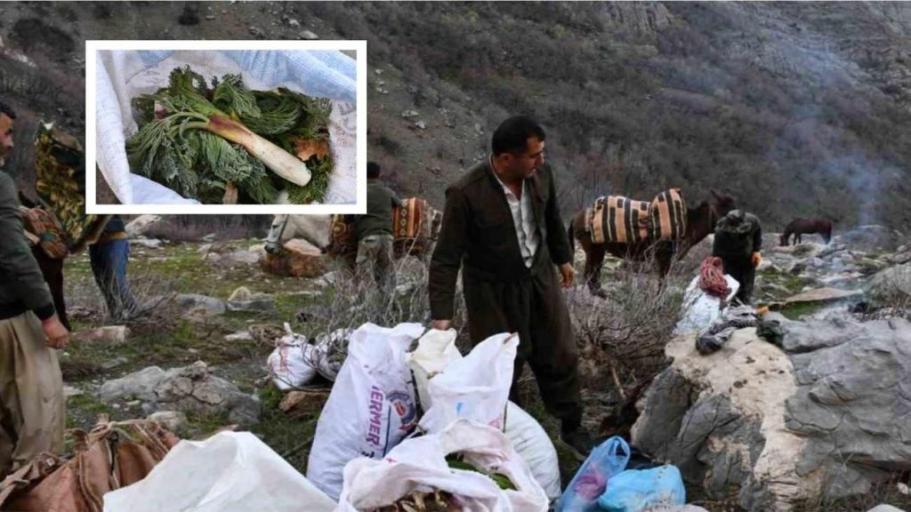 Şırnak’ın Yüksek Yaylaları: Hıngedan Pancar Otunun Keşfi ve Bölge Halkı İçin Ekonomik Değeri