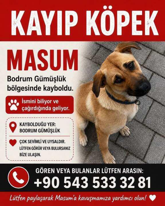 Tan Taşçı'dan Duygusal Kavuşma: Bodrum'da Kaybolan Köpeği Masum'a Gözyaşlarıyla Kavuştu