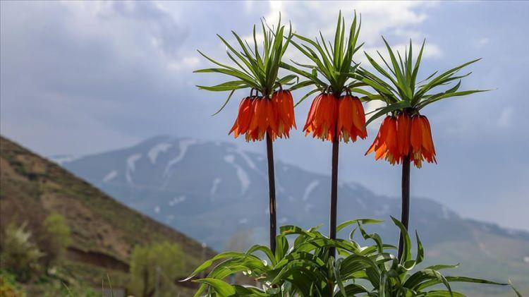 Ters Laleler Açtı! Hakkari ve Van’da Göz Kamaştıran Doğal Mucizeye Dikkat