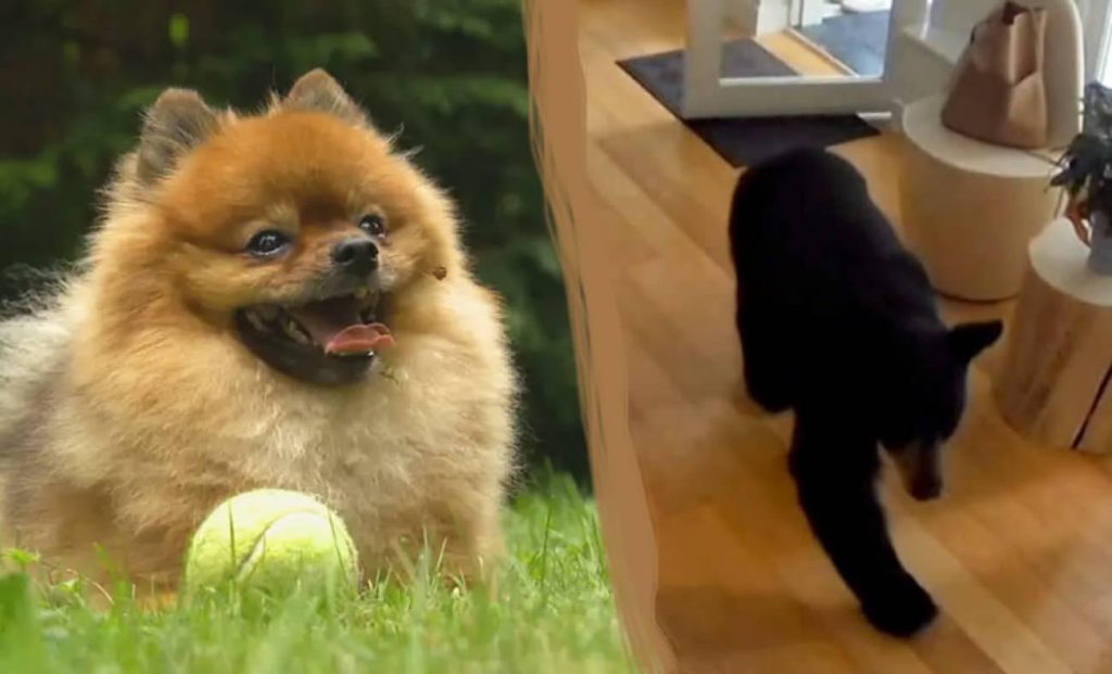 Vancouver'da Minik Kahraman: 6 Kiloluk Pomeranian Scout, Eve Giren Siyah Ayıyı Nasıl Kovdu?