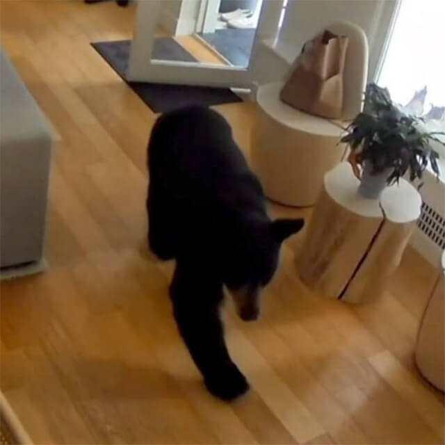 Vancouver'da Minik Kahraman: 6 Kiloluk Pomeranian Scout, Eve Giren Siyah Ayıyı Nasıl Kovdu?