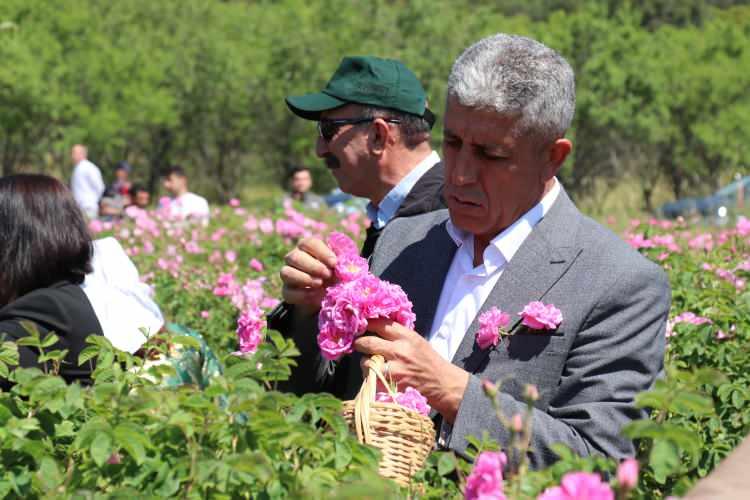 Burdur'da Gül Hasadı Başladı: Mis Kokular Eşliğinde Türk Kültürünün Değeri Toplanıyor