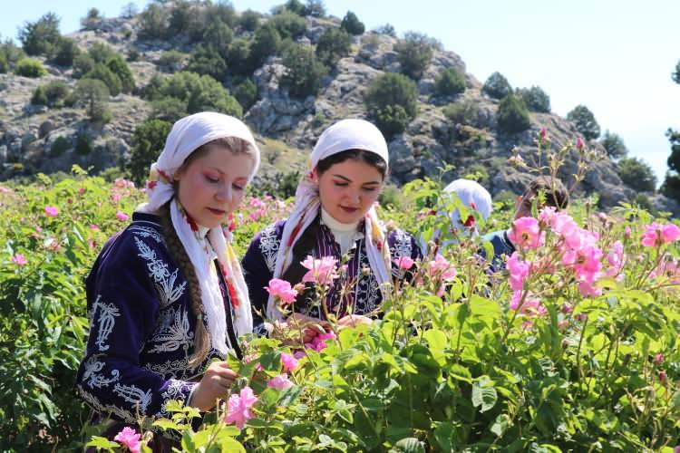 Burdur’da Gül Hasadı Başladı: Mis Kokular Eşliğinde Türk Kültürünün Değeri Toplanıyor